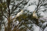 Sulphur-Crested Cockatoo 101